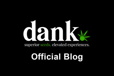 Male Cannabis Plants