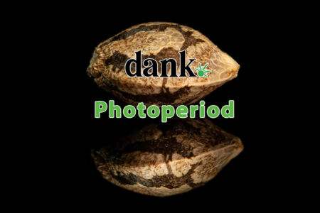 Photoperiod THC Seeds, Cannabis Seeds, Dank Feminized Marijuana Seeds