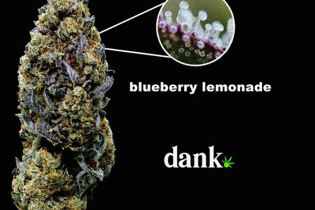 Blueberry Lemonade 3.0