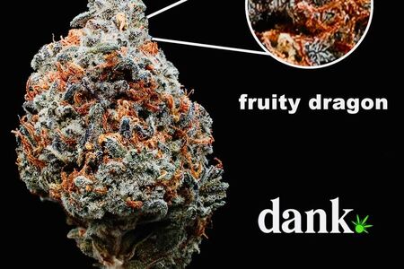 Fruity Dragon 3.0