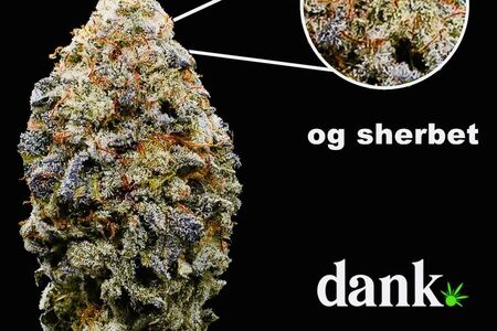 OG Sherbet 2.0