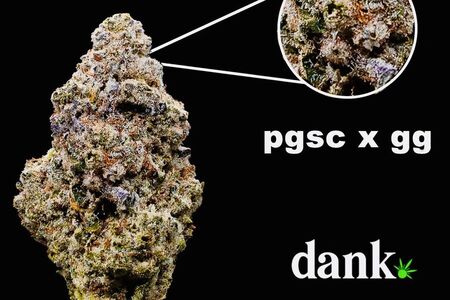 PGSC x GG 2.0