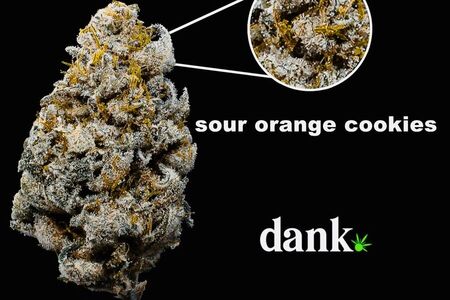 Sour Orange Cookies 3.0