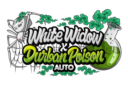 White Widow x Durban Poison