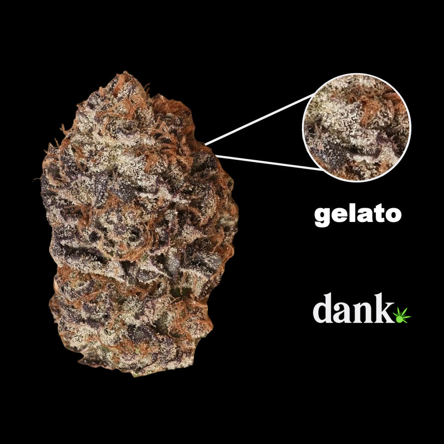 Gelato Feminized Seed • NEW 2023 Line