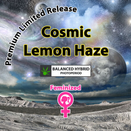 Cosmic Lemon Haze CLH Dank Seeds