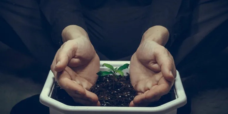 Cannabis Seeds or Clones?