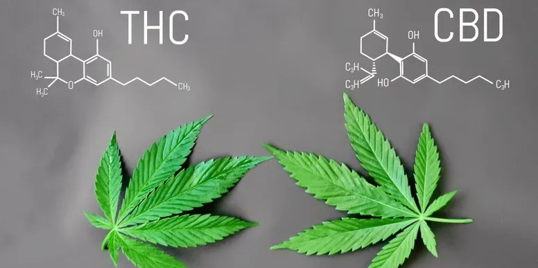 THC & CBD • The Difference